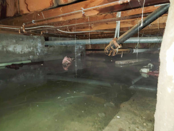 Best Mold removal after water damage  in Utica, OH